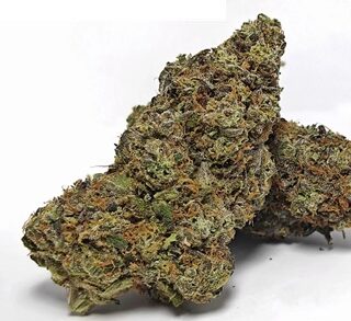 Tropicanna Banana Weed UK