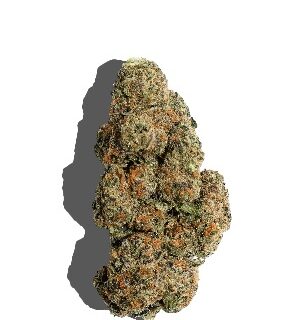 Apple Mintz Marijuana UK
