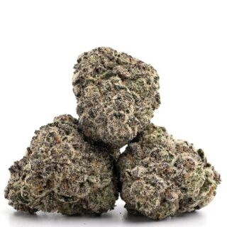 Orange Slushie Cannabis UK