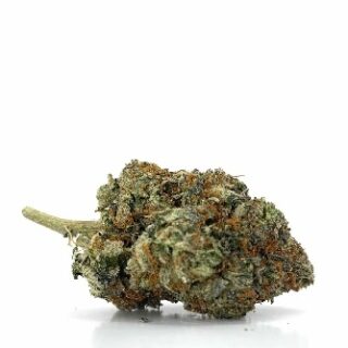 Stardawg Cannabis strain UK