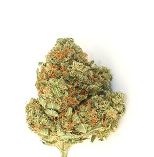 Watermelon Z Weed UK