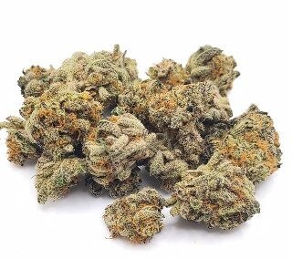 Hash Plant Marijuana UK