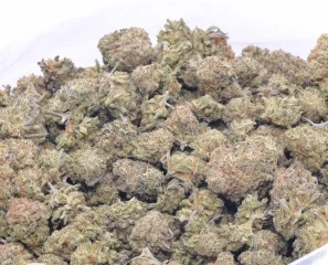 Thin Mint Marijuana Strain UK
